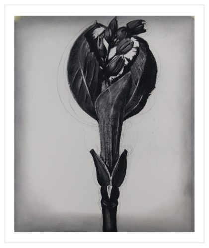 Artwork by Abé Opperman, Floral composition series, Charcoal on paper after Karl Blossfeldt, size 120 cm H x 90 cm W