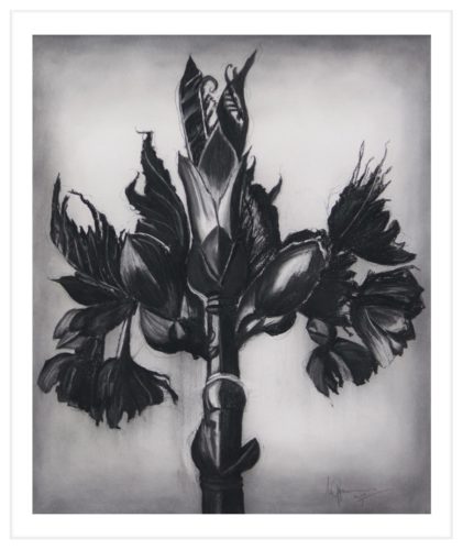 Artwork by Abé Opperman, Floral composition series, Charcoal on paper after Karl Blossfeldt, size 120 cm H x 90 cm W